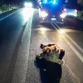 Incidente sulla Bitonto-Giovinazzo: cinghiali investiti, auto danneggiate