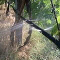 Due pozzi irrigui guasti a Bitonto: centinaia di agricoltori senz'acqua da giorni