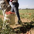 Caldo nei campi, arriva l'ordinanza regionale per salvaguardia lavoro agricolo