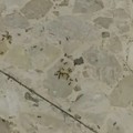 Pazienti tra le formiche nell'ospedale di Bitonto