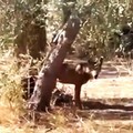 Psicosi da lupo: si monitora la situazione a Bitonto