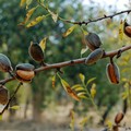 Raccolto mandorle minacciato anche a Bitonto da pappagalli verdi