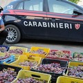 Rubano 10 quintali di uva. 4 bitontini arrestati a Rutigliano