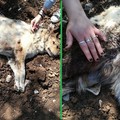 Attaccata e uccisa dai cinghiali: cagnolina morta dopo un'aggressione