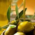 Domani la cultura dell’olivo e dell’olio protagonista a Molfetta con “Olea”