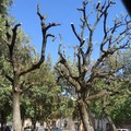 I mariottani in difesa degli alberi di piazza Roma