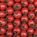«Con rincaro energia produrre pomodori costa 3500 euro in più ad ettaro»