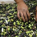 Furti di olive, Coldiretti: «In 3 minuti si rubano 30 chili di prodotto»