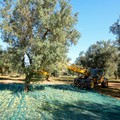 Furti di olive, la Cia: «Inasprire le sanzioni per chi ritira la merce rubata»