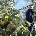 Furti di uva e olive, ronde nei campi contro i ladri