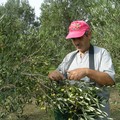 Nuovo contratto provinciale agricolo in Terra di Bari