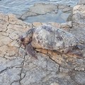 Tartaruga marina si spiaggia sul lungomare di Santo Spirito