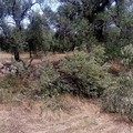 Criminalità: segati 10 ulivi secolari a Bitonto per rivendere legna