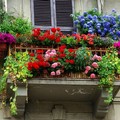 I fiori fanno bella la città col concorso “La grasta sulla terrazza”