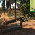 Maria Cristina: alberi secolari abbattuti per rubare pappagallini