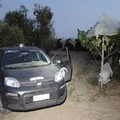 Sventato un furto di uva tra Mariotto e Palombaio, ladri in fuga