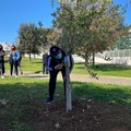 Un albero di ulivo per commemorare Francesco Papapicco