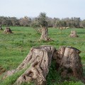 Sicolo, CIA Puglia: «Conseguenze tragiche se la Xylella avanza ancora»