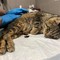 Avvelenamento gatti, la segnalazione di un cittadino di Mariotto