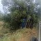 Auto fuori strada sulla sp 231 finisce tra gli alberi: illeso il conducente