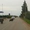 Cinghiali morti sulla provinciale tra Bitonto e Giovinazzo: il VIDEO