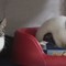 Gattini impiccati in periferia. L'appello: «Chi commette questi crimini deve pagare»