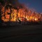 Vasto incendio a Terlizzi: l'appello del sindaco di Bitonto
