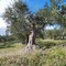 Xylella, individuata a Bitonto una pianta d'ulivo infetta