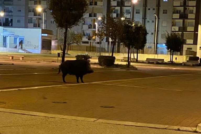 Cinghiale a spasso in piazza Unit dItalia a Bitonto