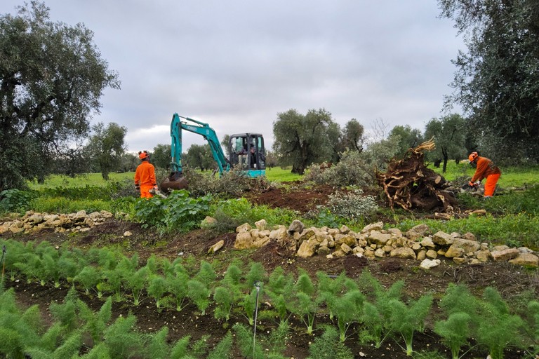 Ulivo infetto da Xylella a Bitonto