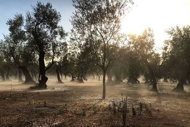 Grandine a Bitonto