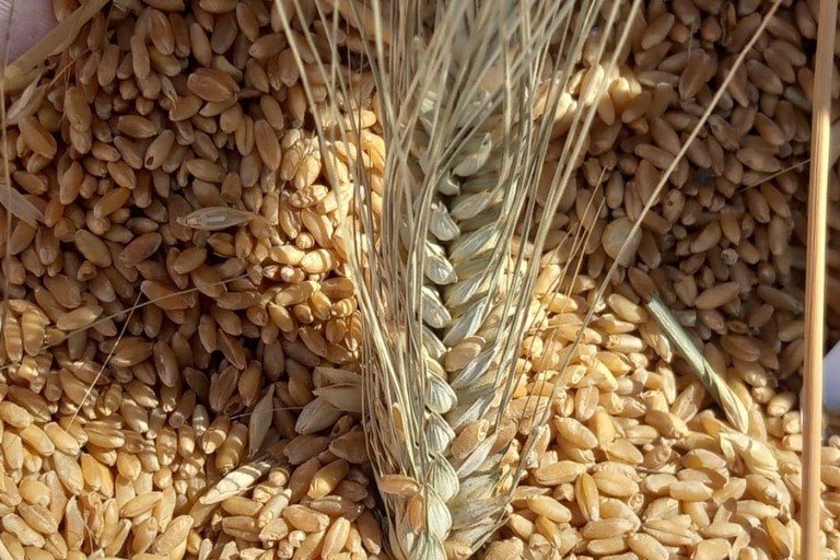 grano