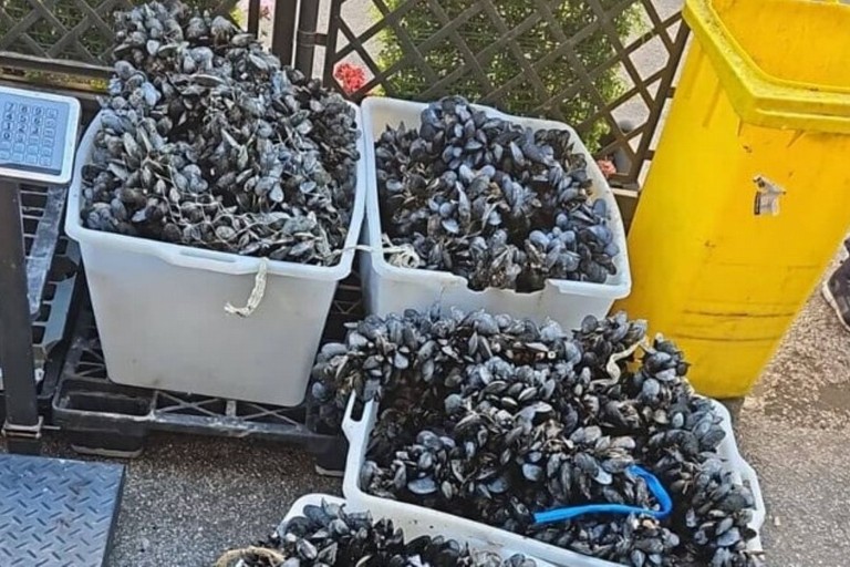 Sequestro cozze. <span>Foto Guardia Costiera </span>
