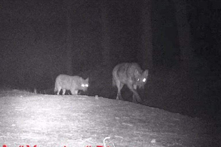 I lupi avvistati sulla Murgia del Ceraso a Bitonto