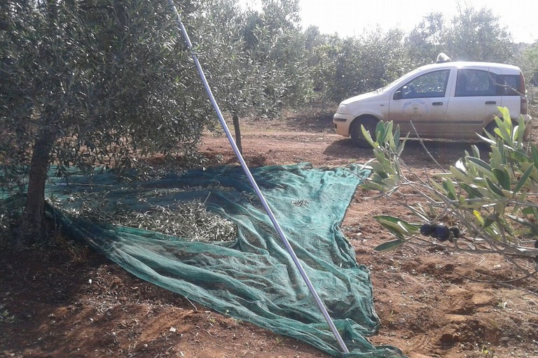 Il furto di olive sventato dal Consorzio Custodia Campi
