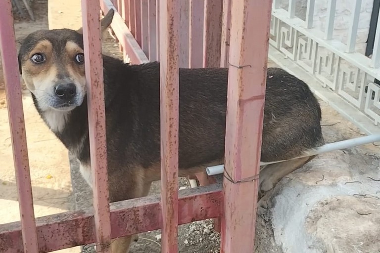 Il cane salvato dai Vigili del Fuoco