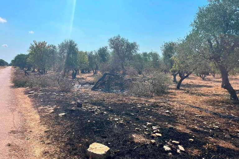 Incendio nelle campagne di Bitonto
