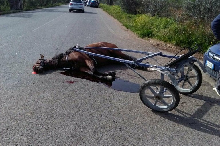 Incidente auto-calesse. Nell'impatto muore il cavallo