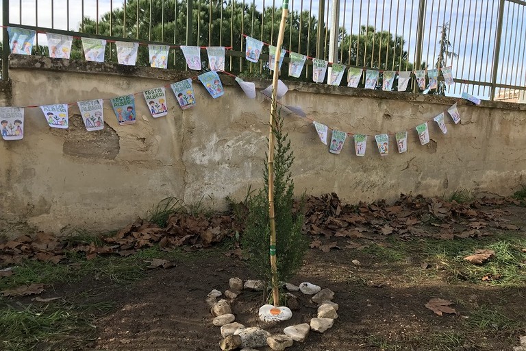 Lalbero piantato nella scuola Caiati