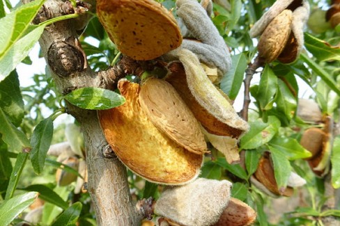 Un mandorlo