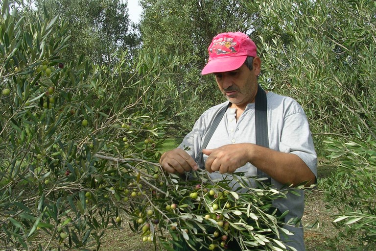 La raccolta delle olive