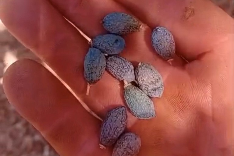 Siccità - emergenza olive. <span>Foto Coldiretti Puglia </span>