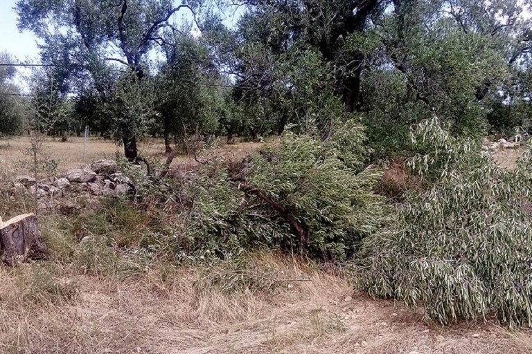 Ulivi segati per la legna a Bitonto