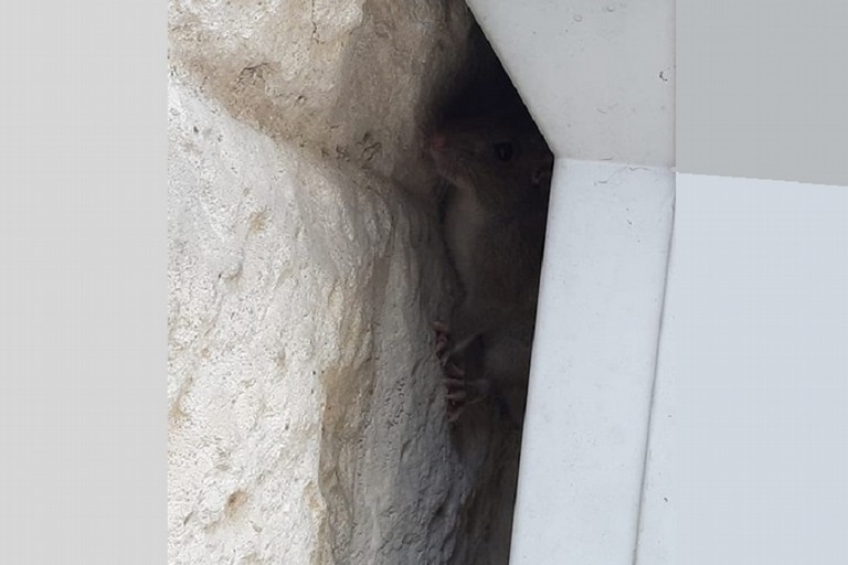 Un topo aggrappato fra le pareti degli edifici del centro storico di Bitonto