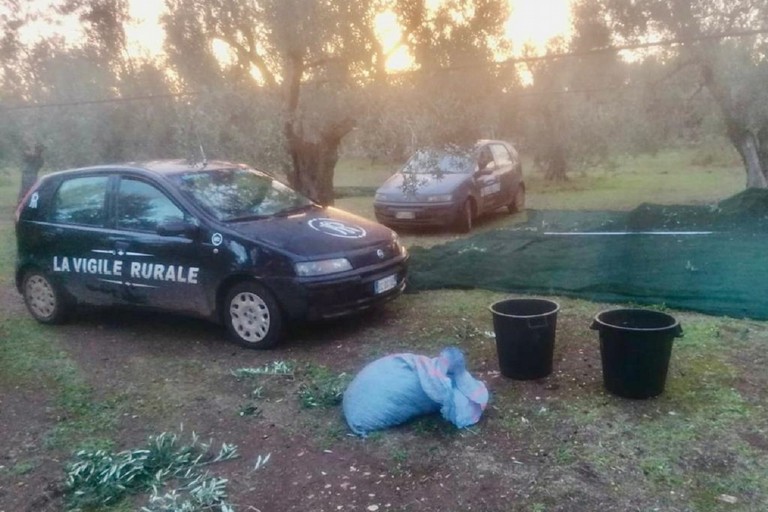 Furti di olive a Bitonto, la Vigile Rurale ne sventa due in rapida serie